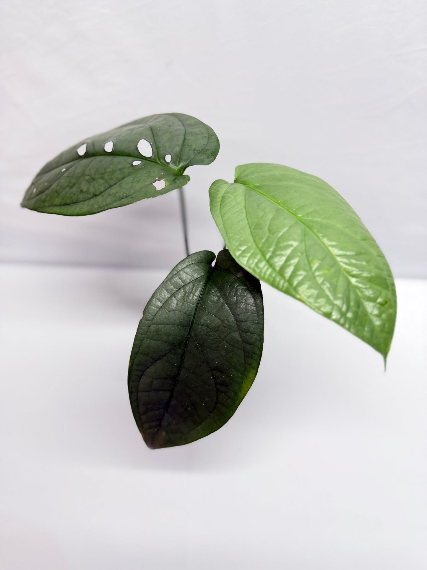 Amydrium Medium Silver G9