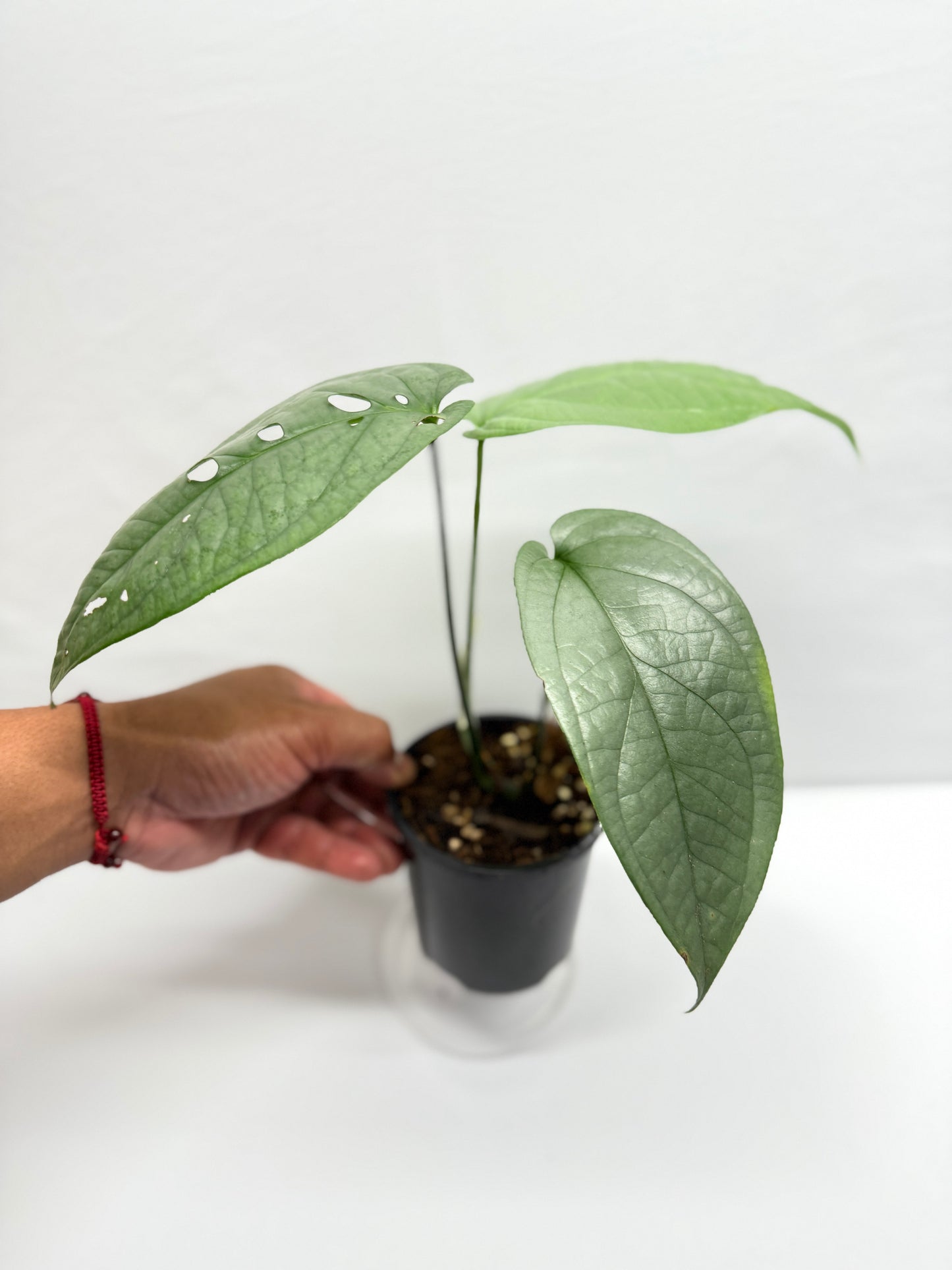 Amydrium Medium Silver G9