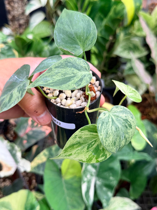 Philodendron hederaceum 'Variegata' M22