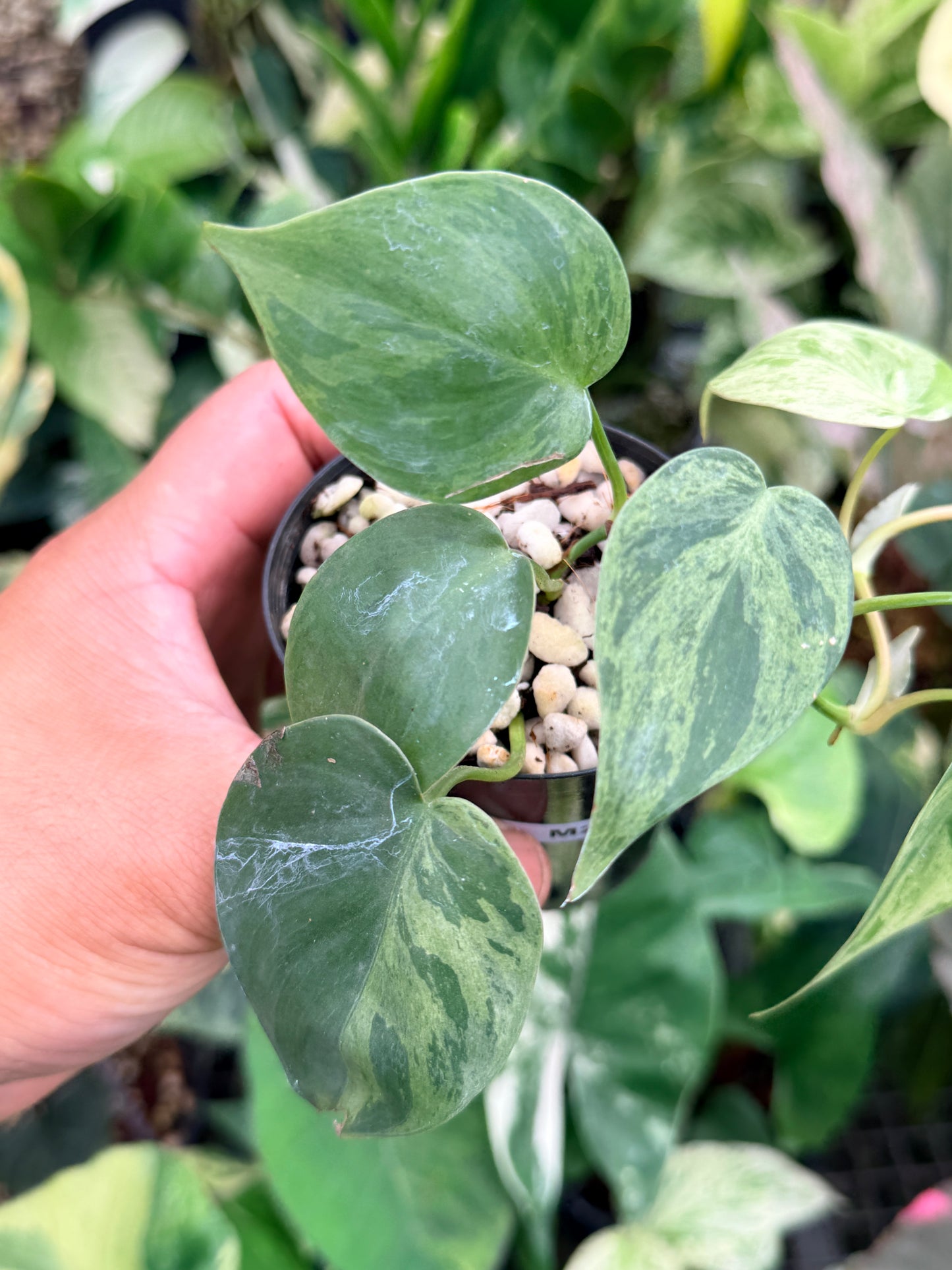 Philodendron hederaceum 'Variegata' M22