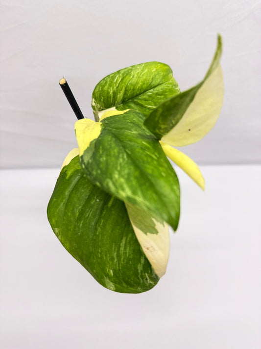 Monstera lechleriana 'Variegated' G5