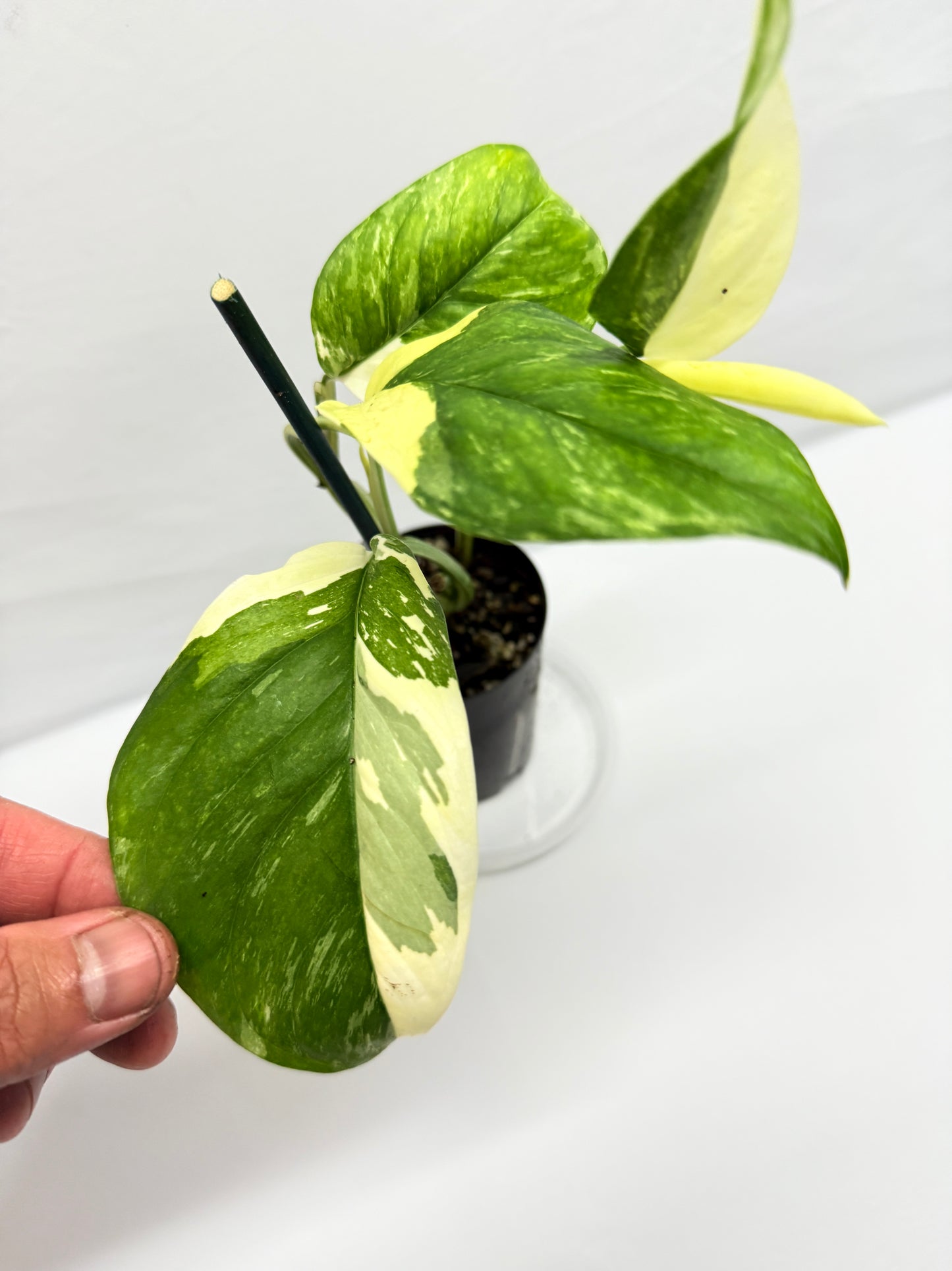 Monstera lechleriana 'Variegated' G5