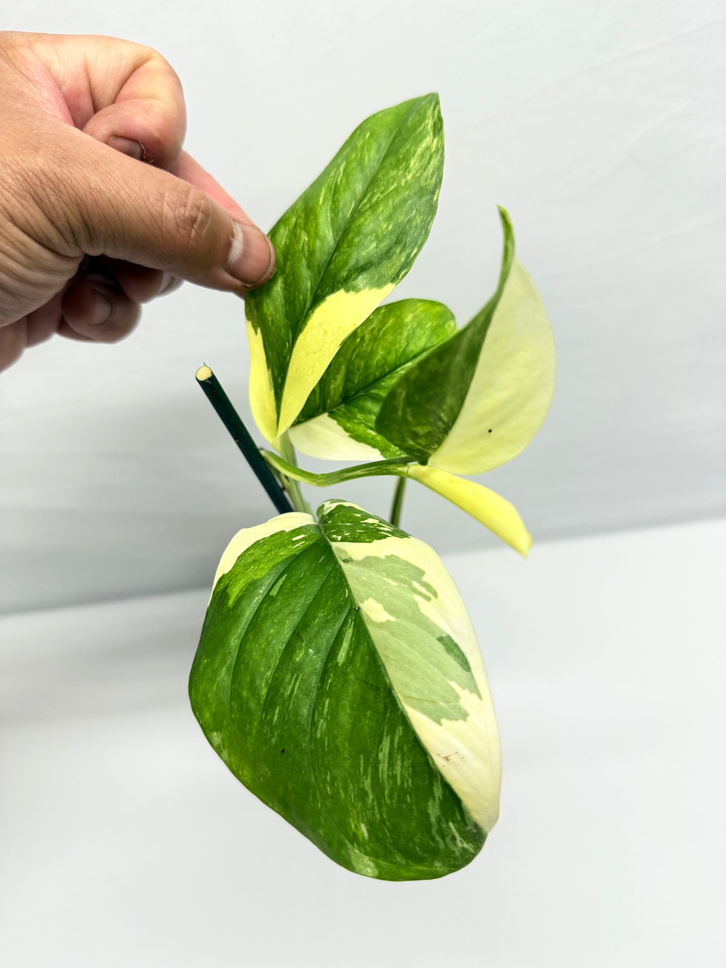 Monstera lechleriana 'Variegated' G5