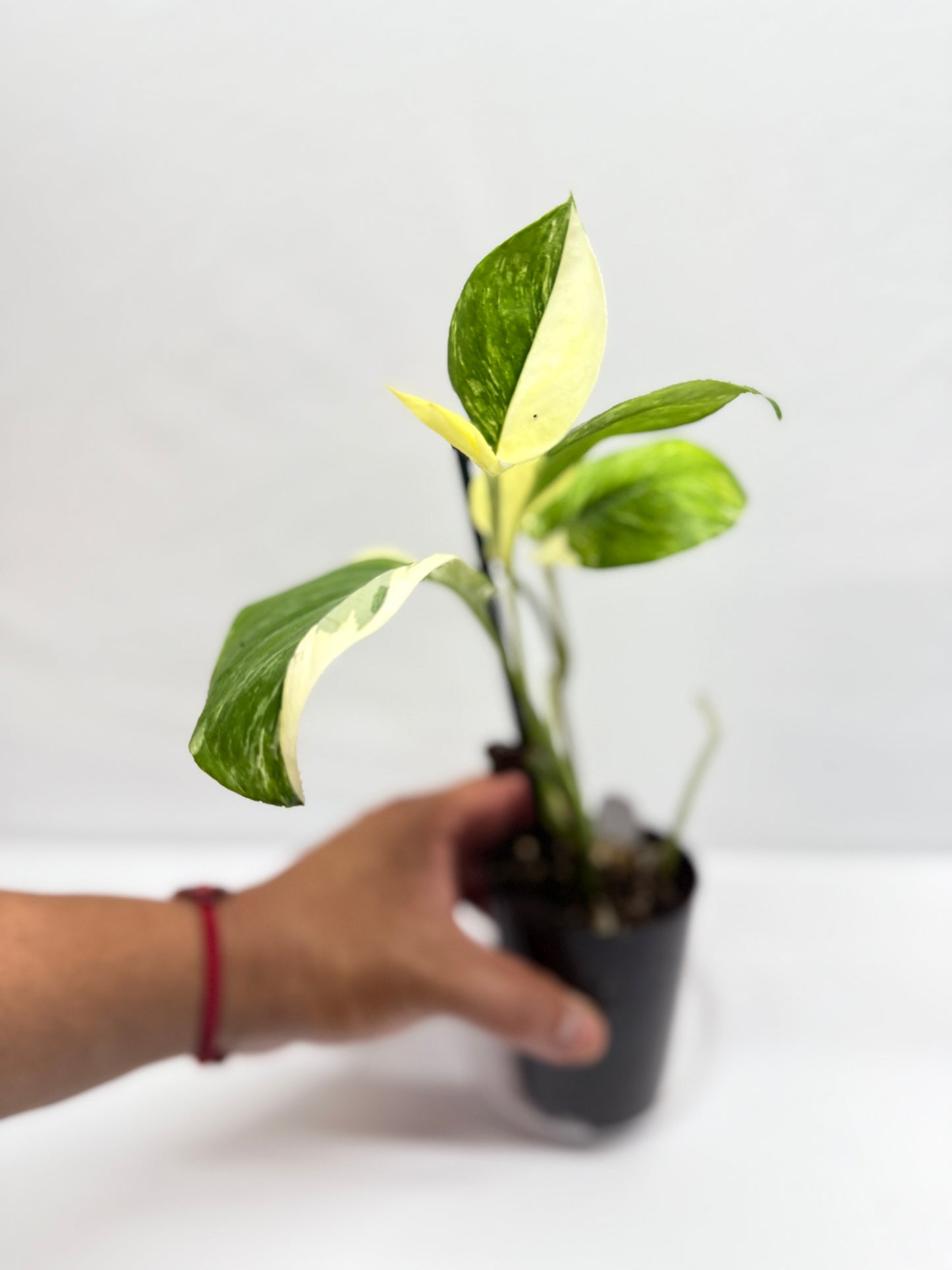Monstera lechleriana 'Variegated' G5