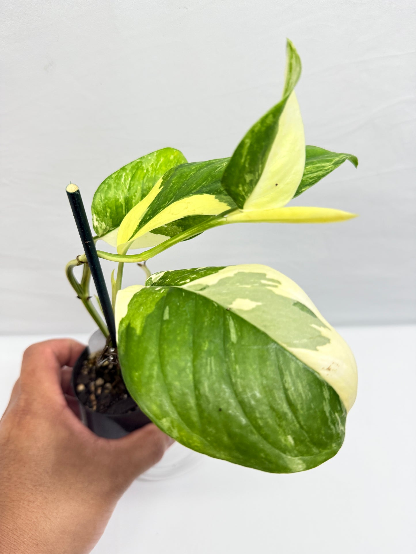 Monstera lechleriana 'Variegated' G5