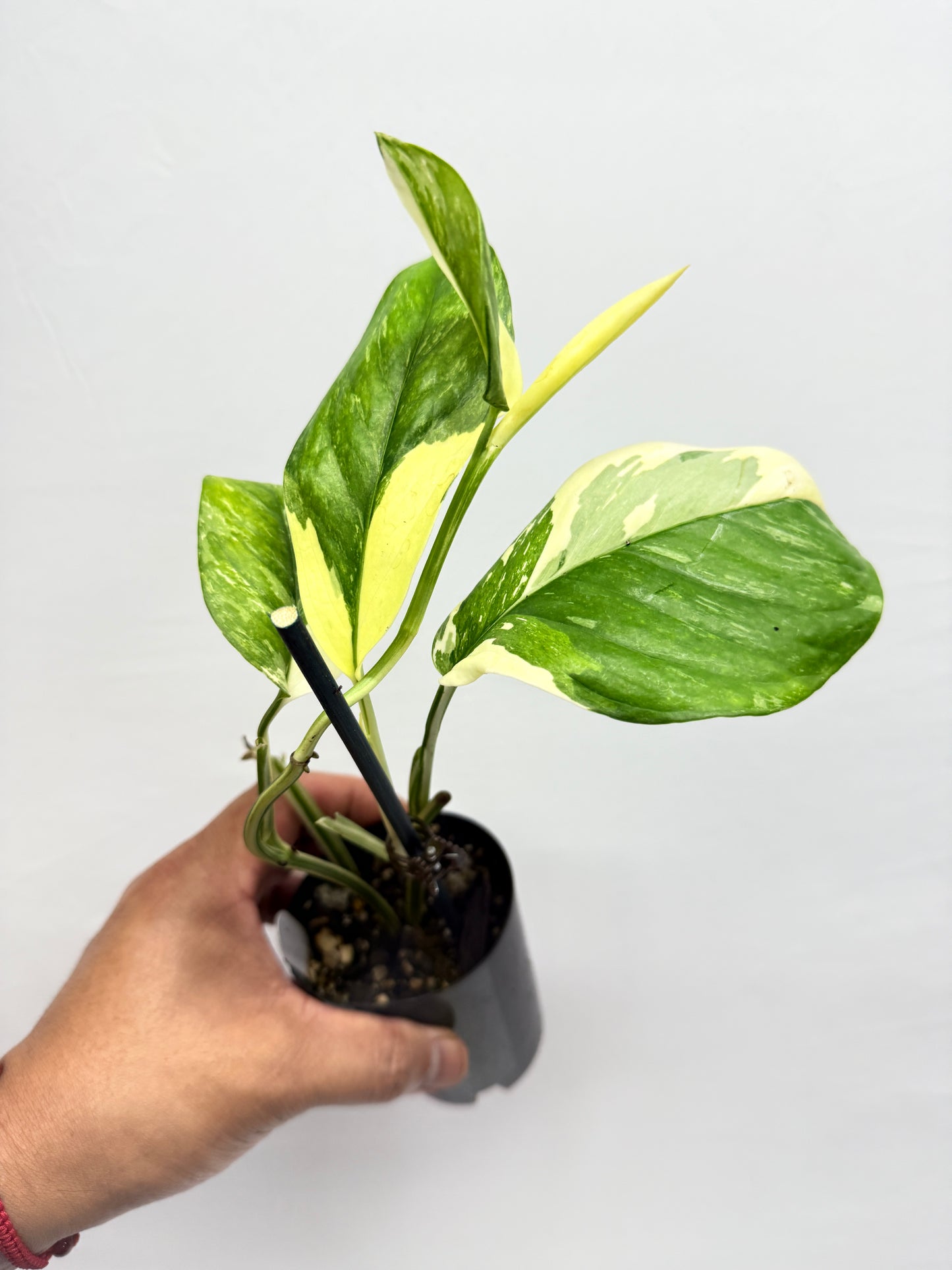 Monstera lechleriana 'Variegated' G5