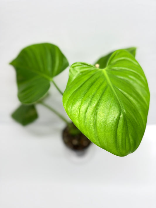 Philodendron Grazieale - Matured Form G6
