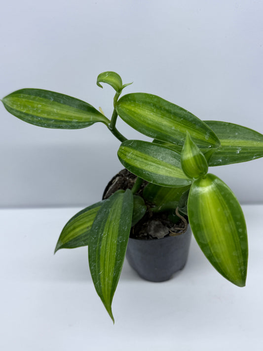 Vanilla planifolia variegata - Variegated Vanilla Vine S74