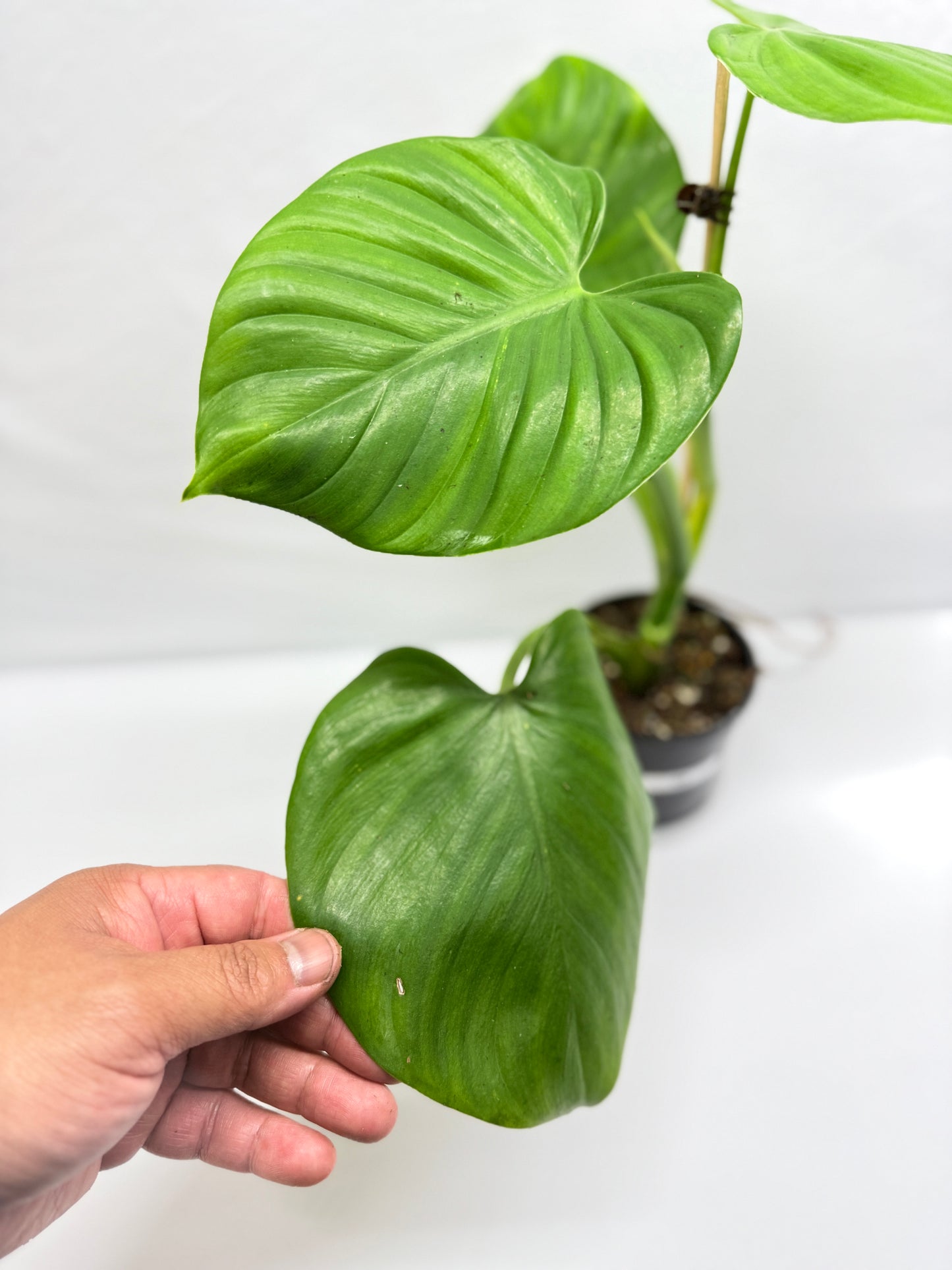 Philodendron Grazieale - Matured Form G6