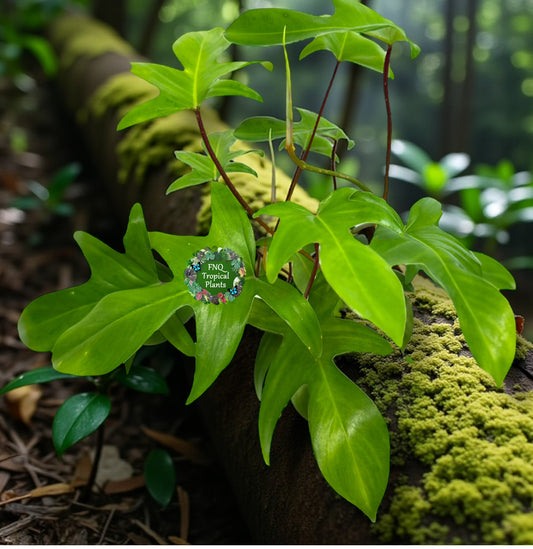 Philodendron pedatum 'Rudolph' (Red Stem) - Best Pick of the Crop