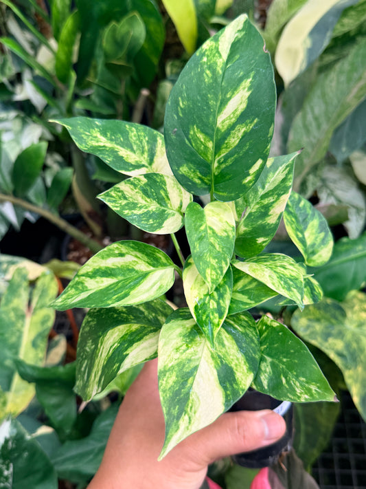 Epipremnum pinnatum 'Yellow Flame' M27