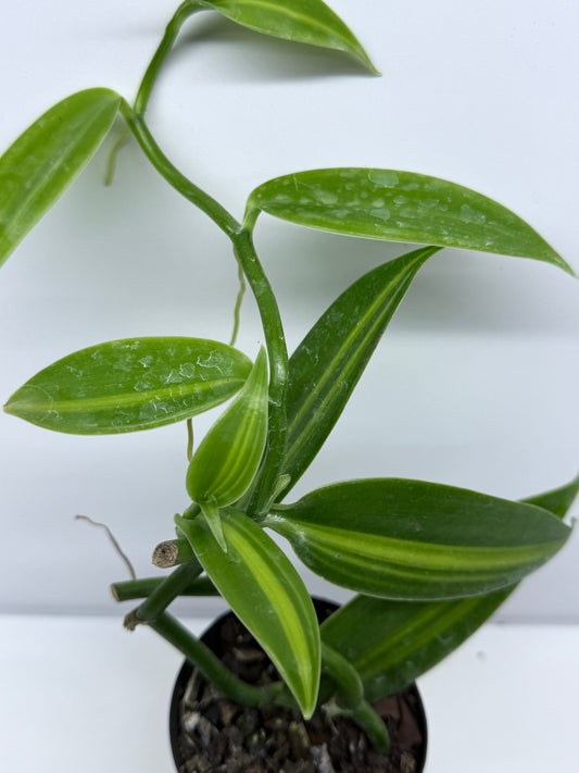 Vanilla planifolia variegata - Variegated Vanilla Vine S73
