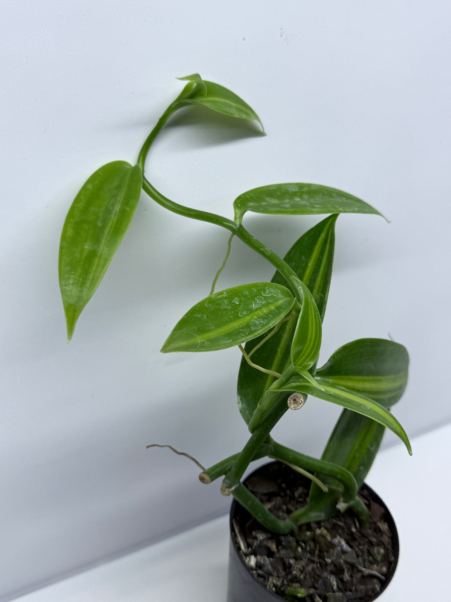 Vanilla planifolia variegata - Variegated Vanilla Vine S73