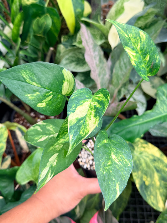 Epipremnum pinnatum 'Yellow Flame' M28