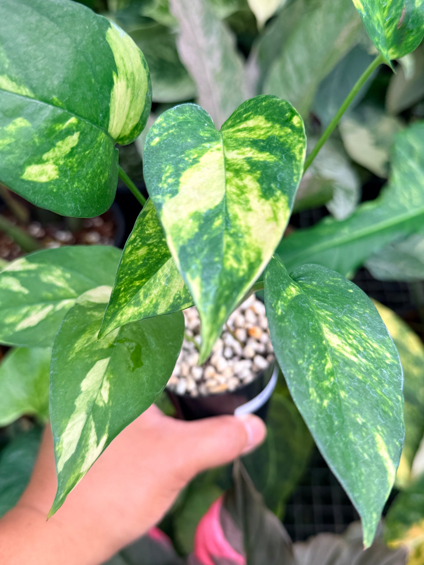 Epipremnum pinnatum 'Yellow Flame' M28