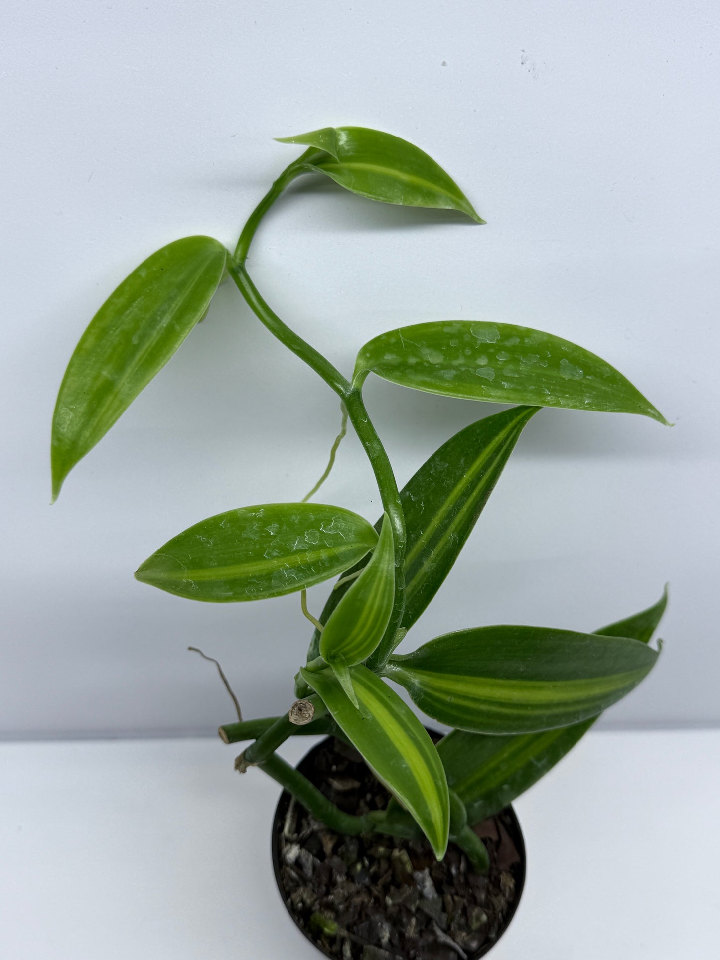Vanilla planifolia variegata - Variegated Vanilla Vine S73