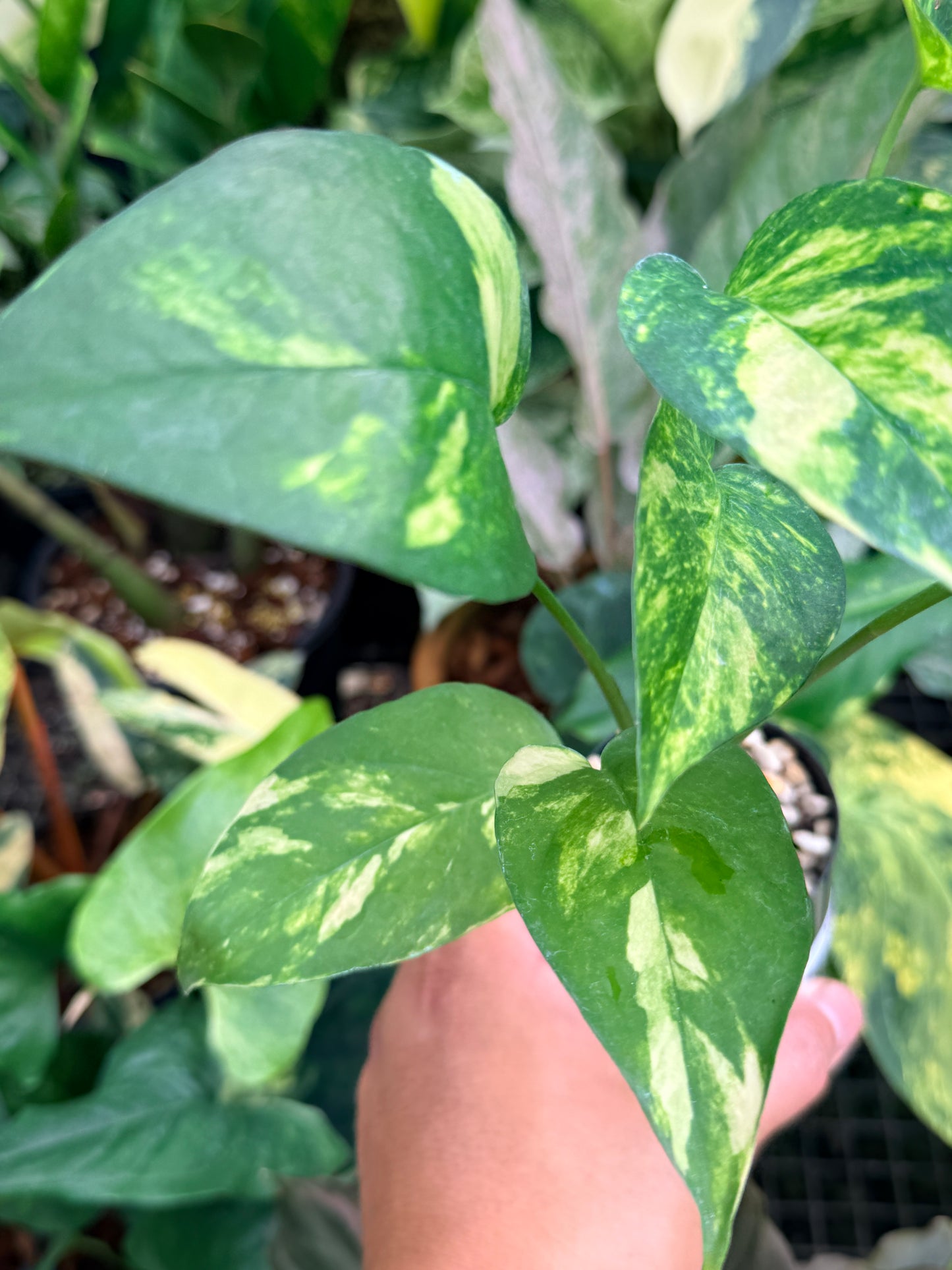 Epipremnum pinnatum 'Yellow Flame' M28