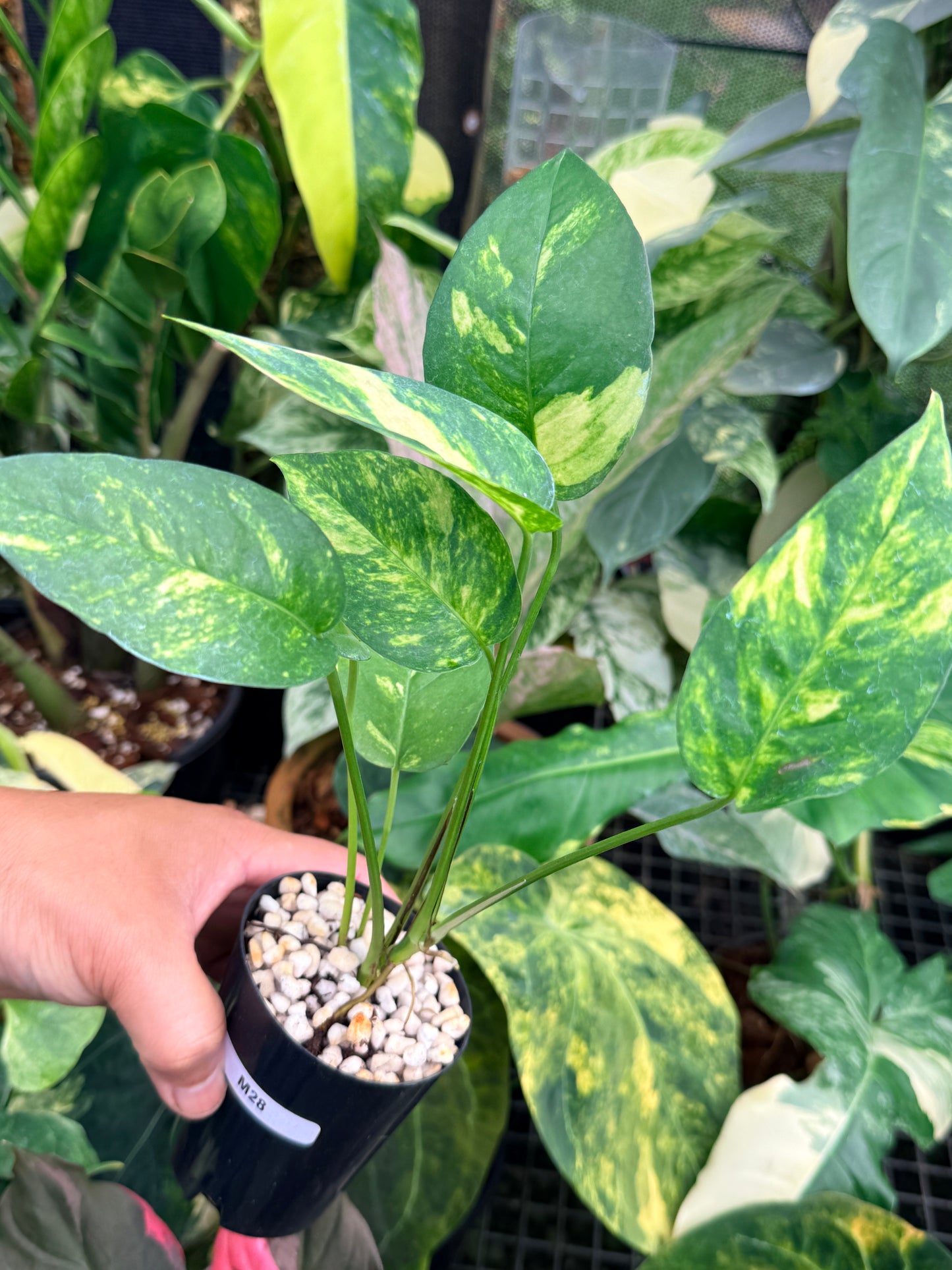 Epipremnum pinnatum 'Yellow Flame' M28
