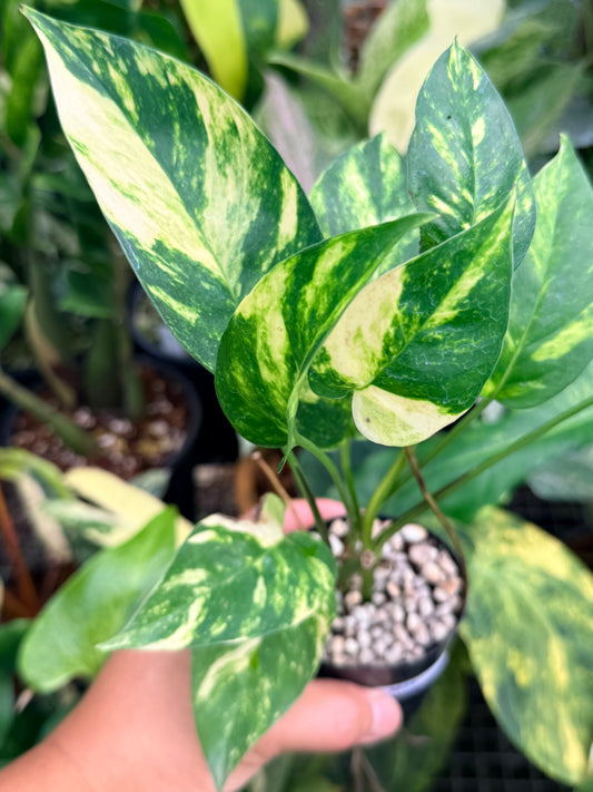 Epipremnum pinnatum 'Yellow Flame' M29