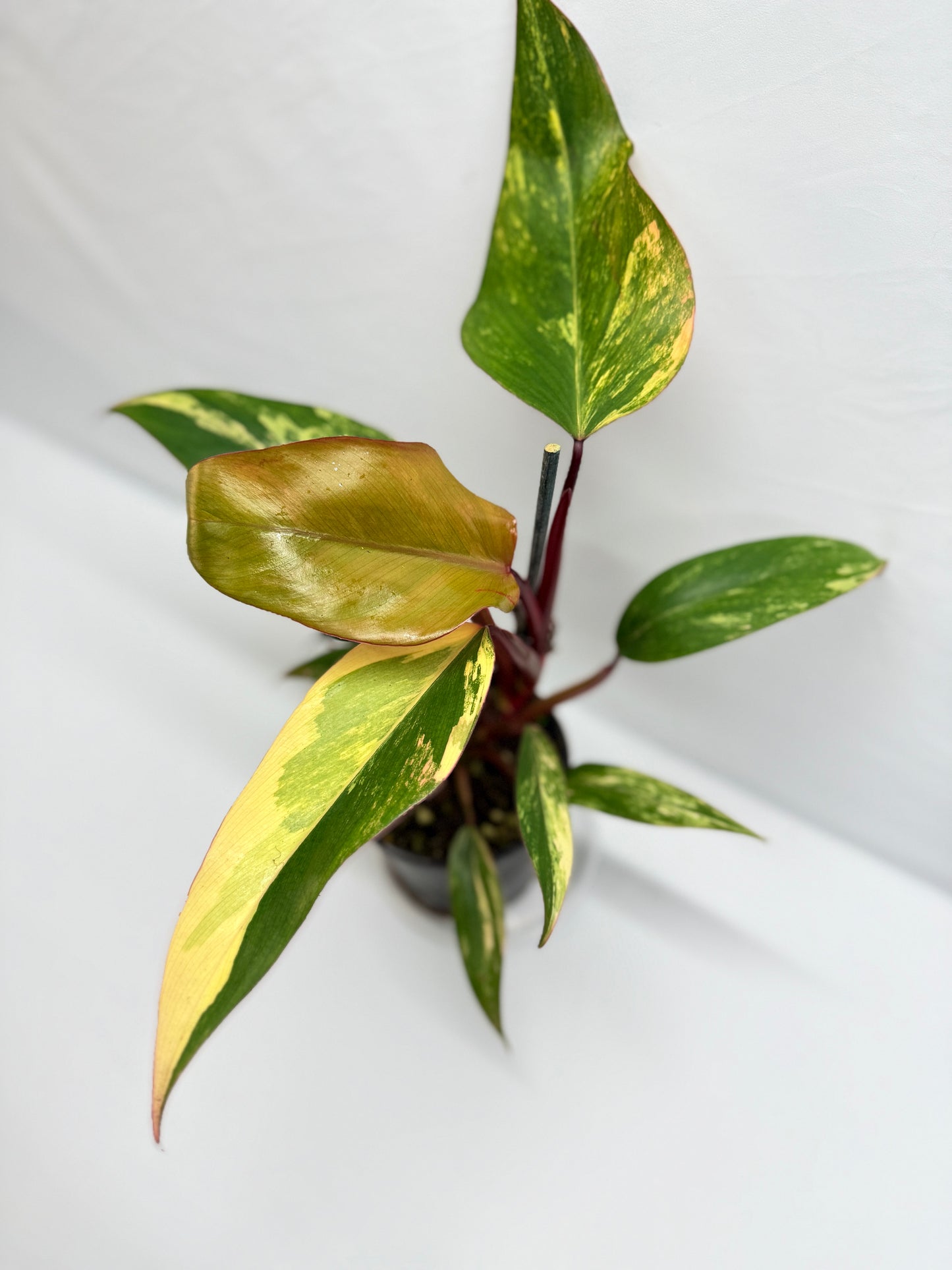 Philodendron 'Strawberry Shake' G8