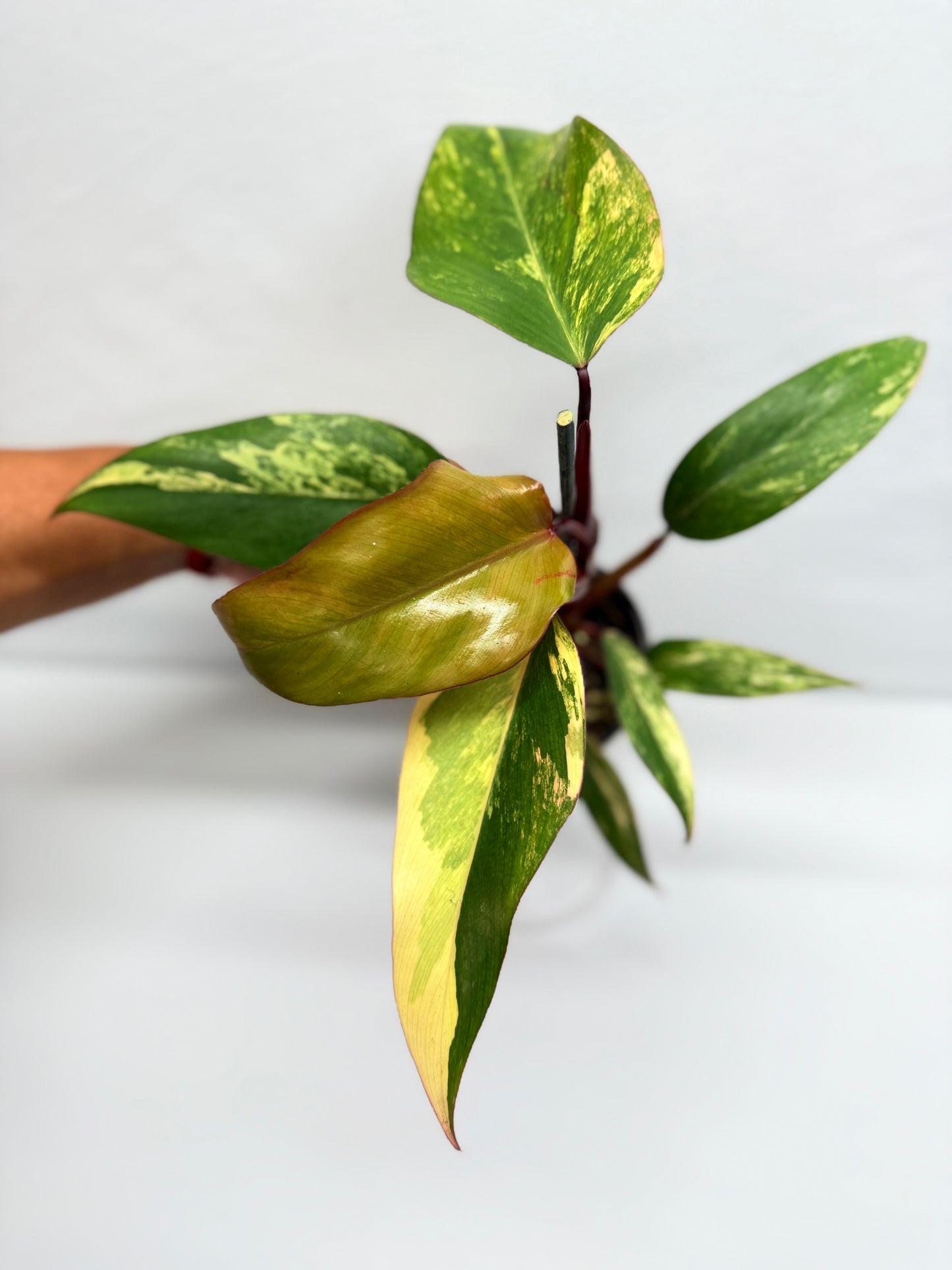 Philodendron 'Strawberry Shake' G8