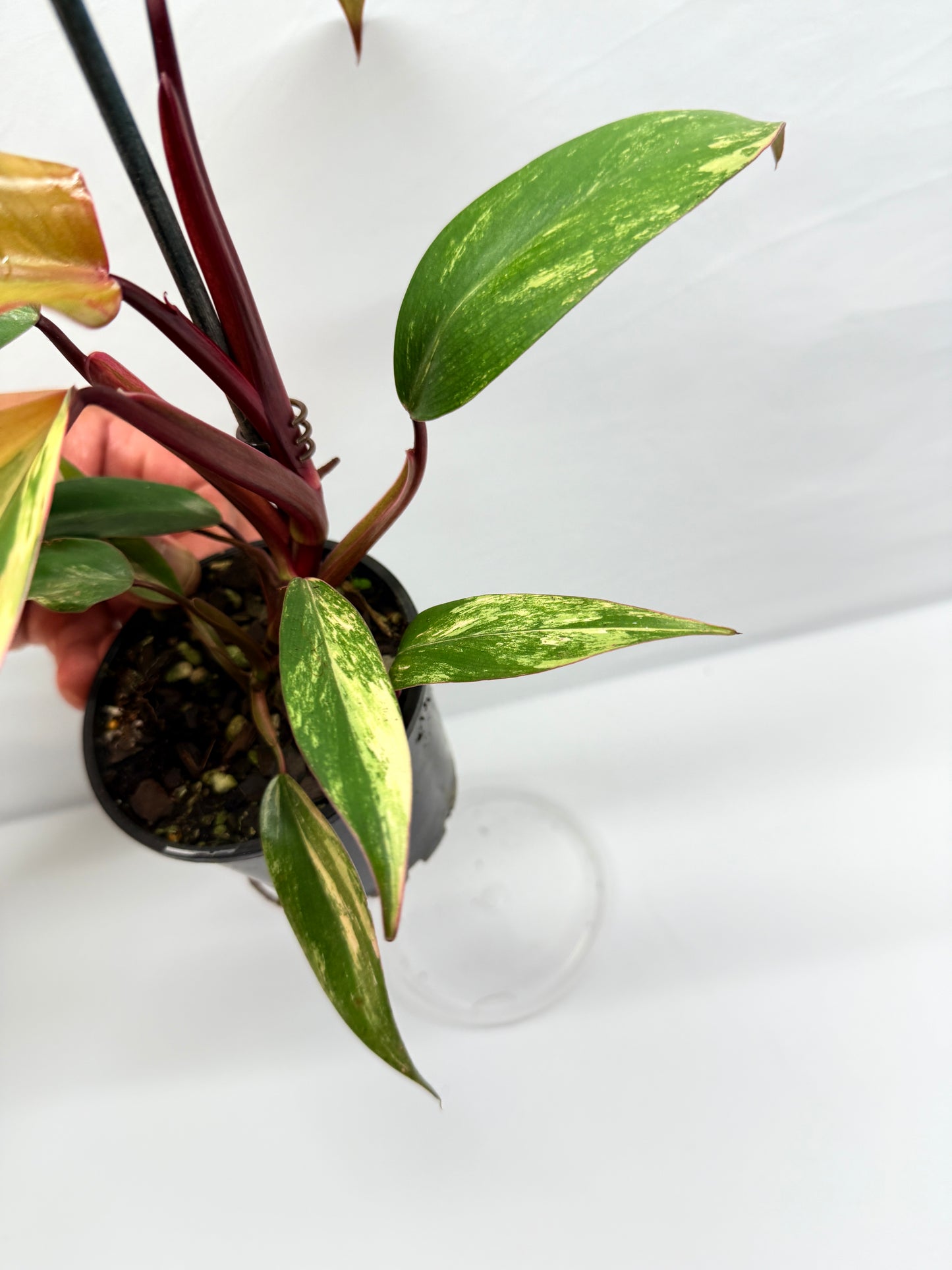 Philodendron 'Strawberry Shake' G8