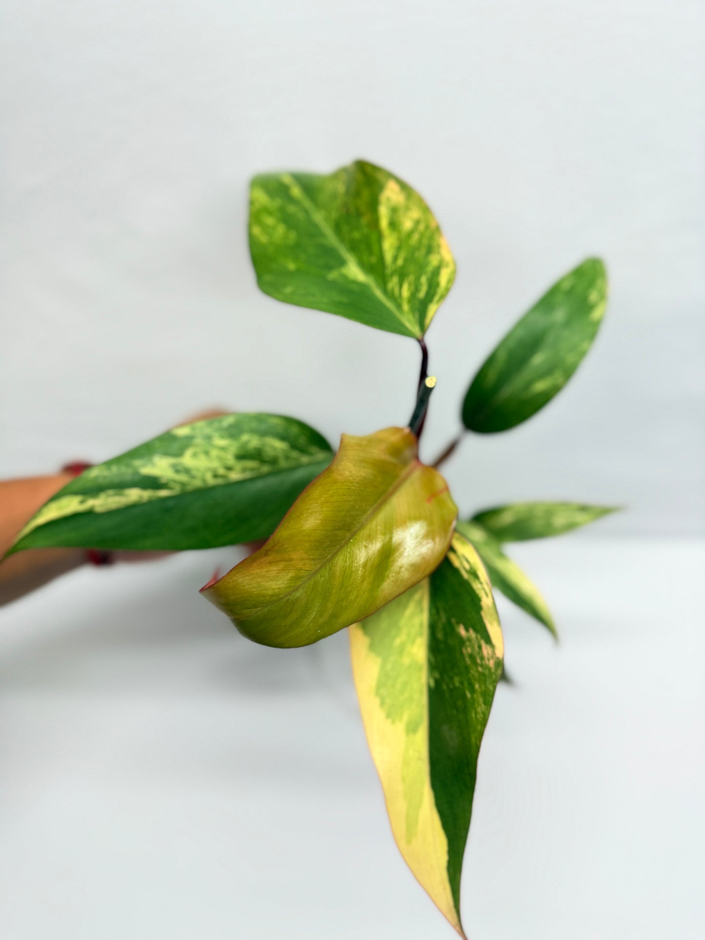 Philodendron 'Strawberry Shake' G8