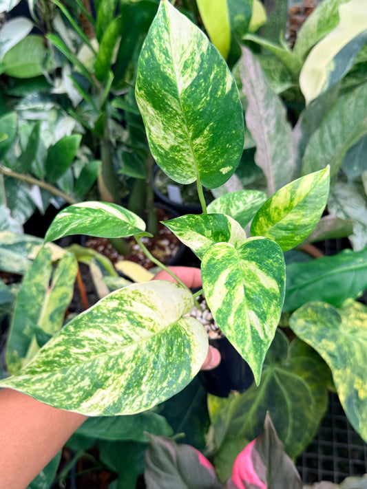 Epipremnum pinnatum 'Yellow Flame' M30