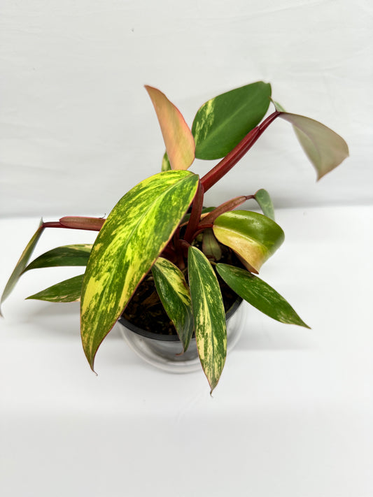 Philodendron 'Strawberry Shake' G12