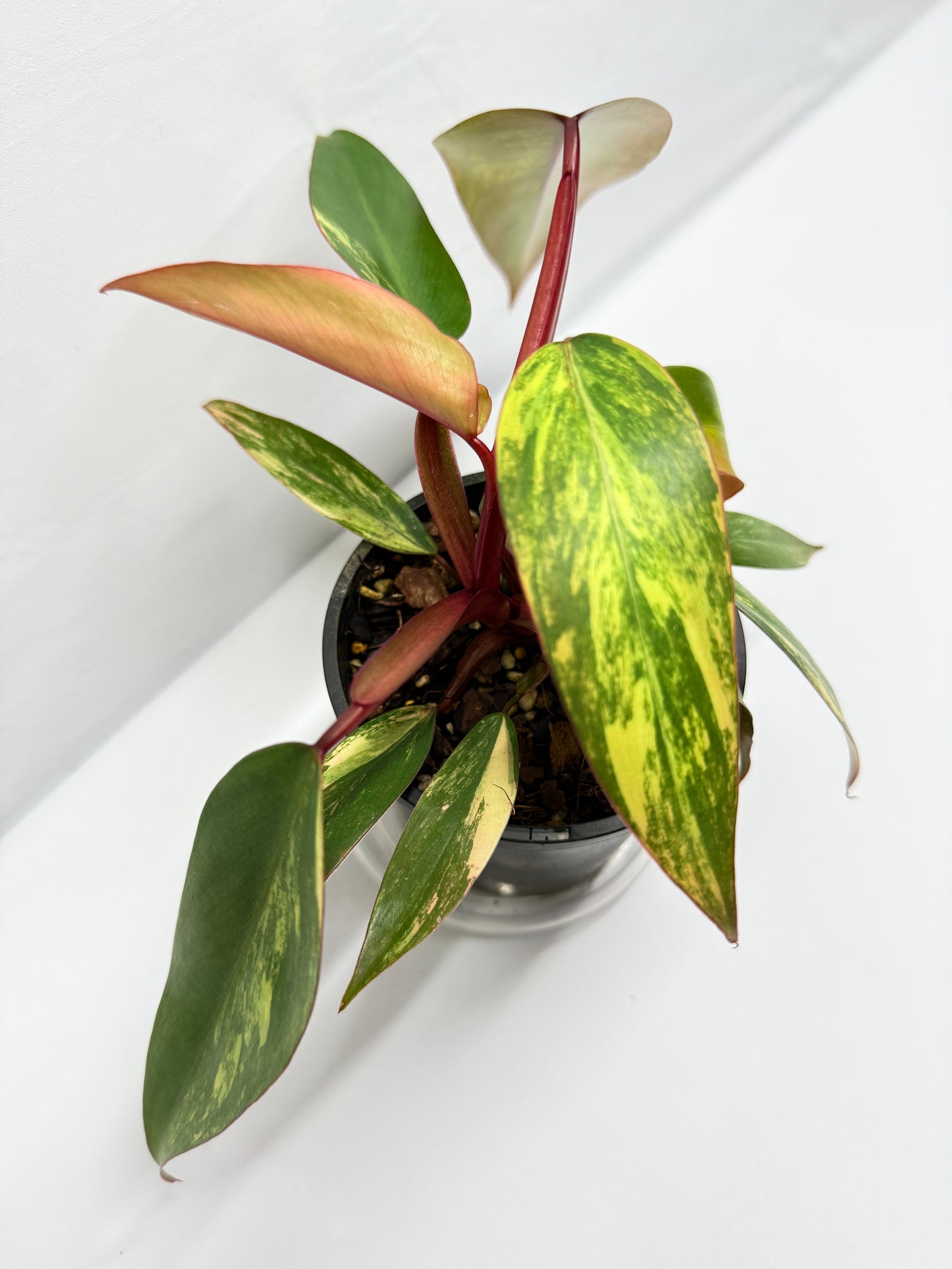 Philodendron 'Strawberry Shake' G12