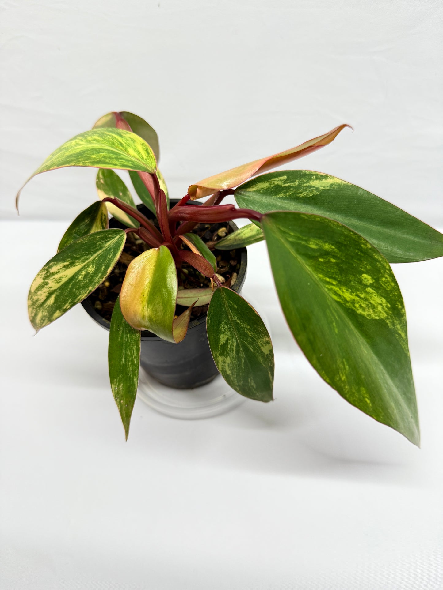 Philodendron 'Strawberry Shake' G12
