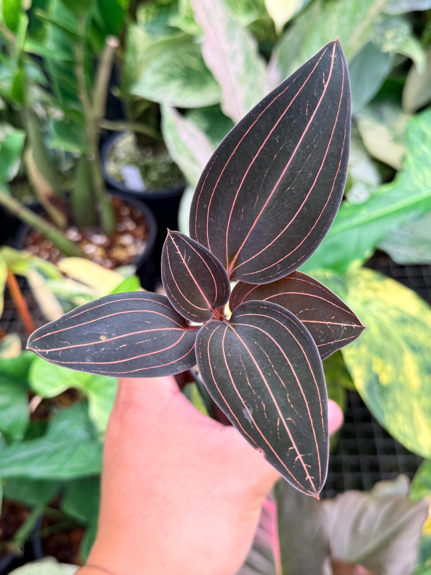 Ludisia Discolor 'Black Jewel Orchid' M25