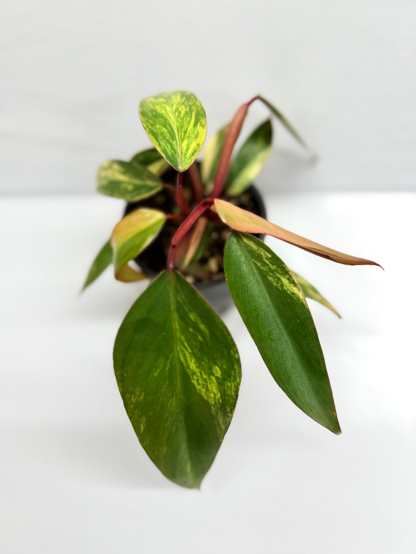 Philodendron 'Strawberry Shake' G12