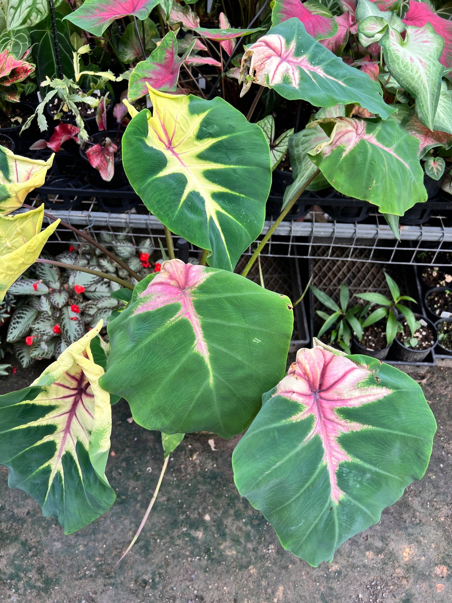 Colocasia Queen of Phoenix - Large C213