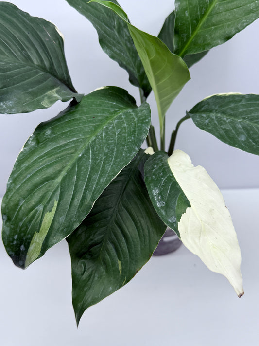 Spathiphyllum Picasso Variegated Peace Lilly S75