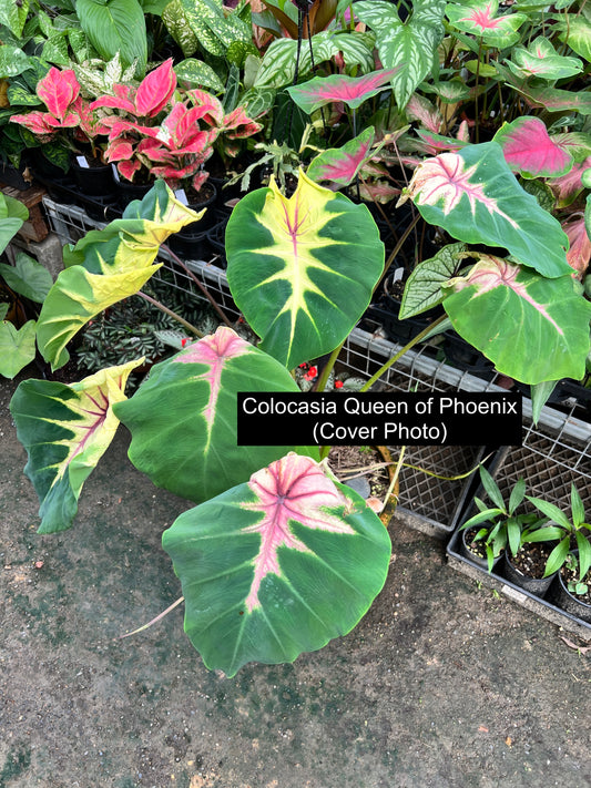 Colocasia Queen of Phoenix B300