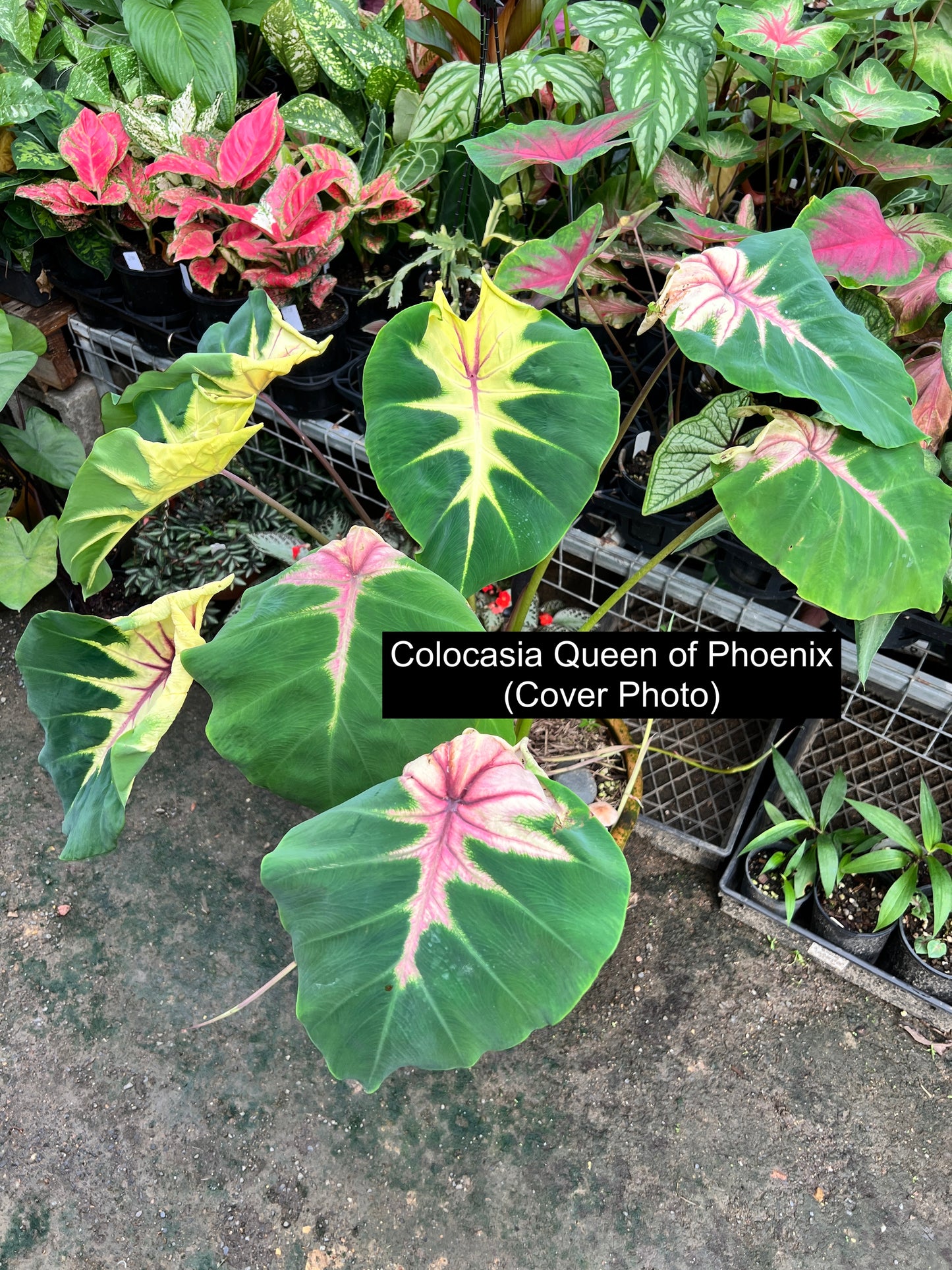 Colocasia Queen of Phoenix B305