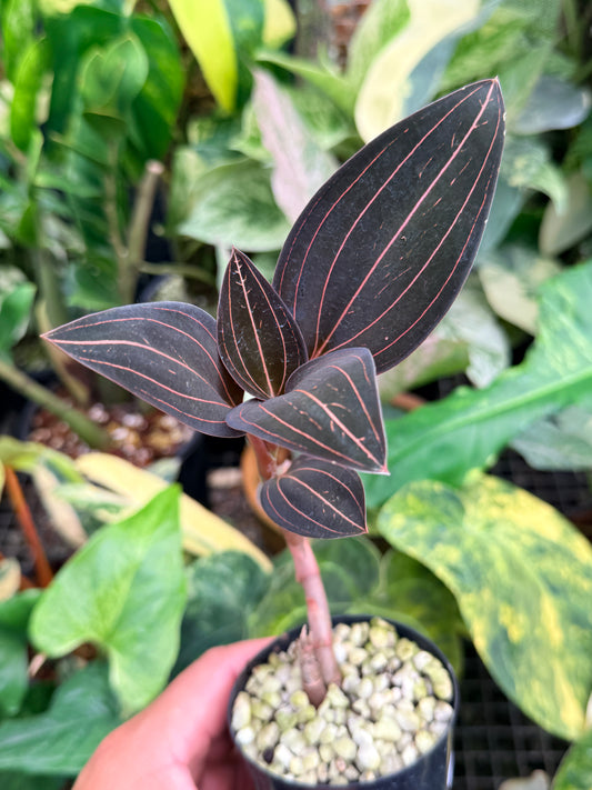 Ludisia Discolor 'Black Jewel Orchid' M24