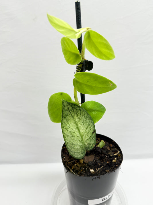 Rhaphidophora 'Hongkongensis Variegated' - Rarely offered G29