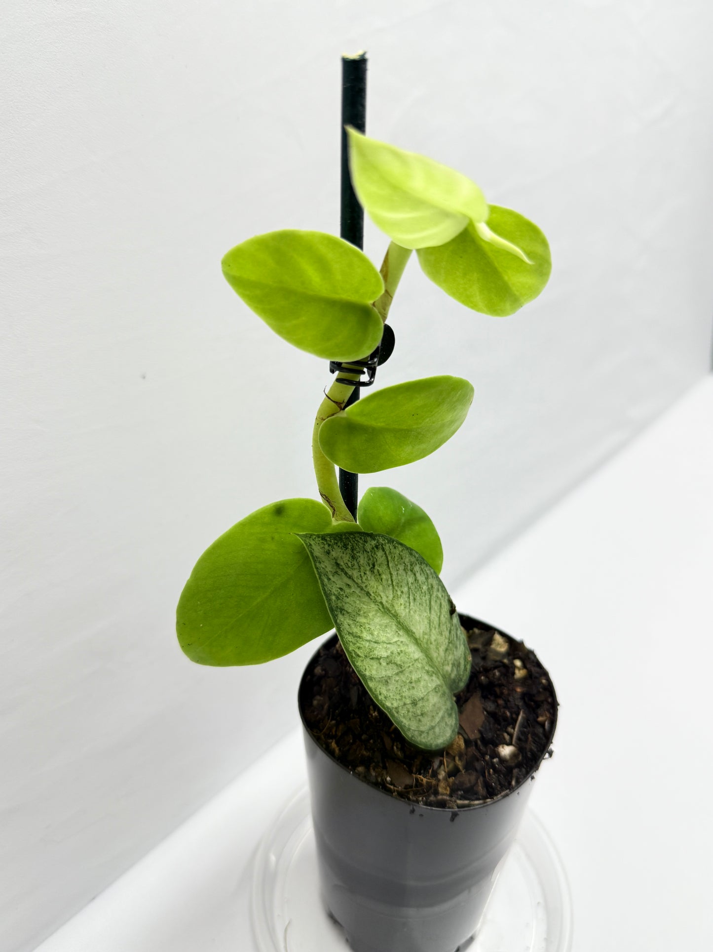 Rhaphidophora 'Hongkongensis Variegated' - Rarely offered G29