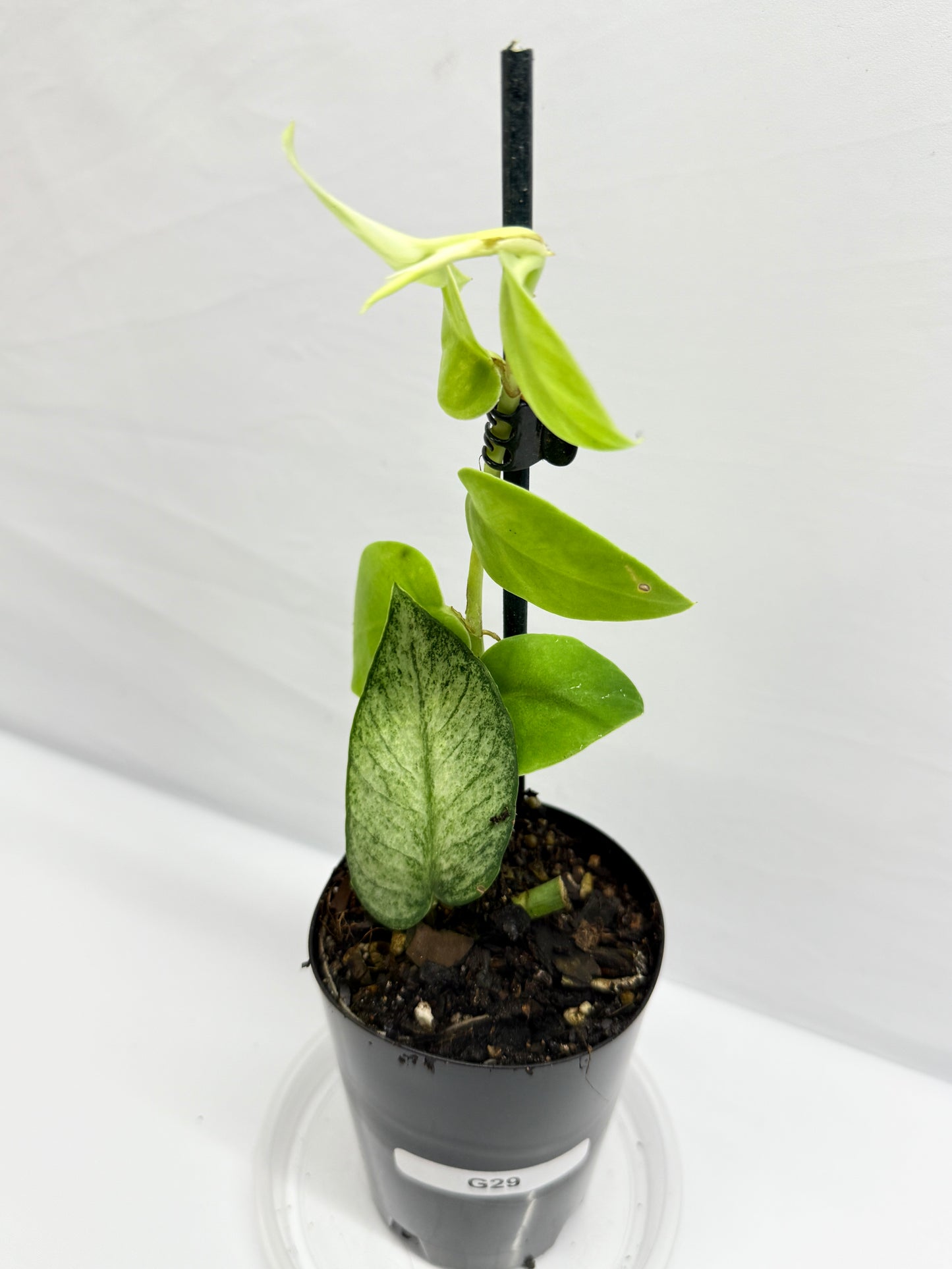 Rhaphidophora 'Hongkongensis Variegated' - Rarely offered G29