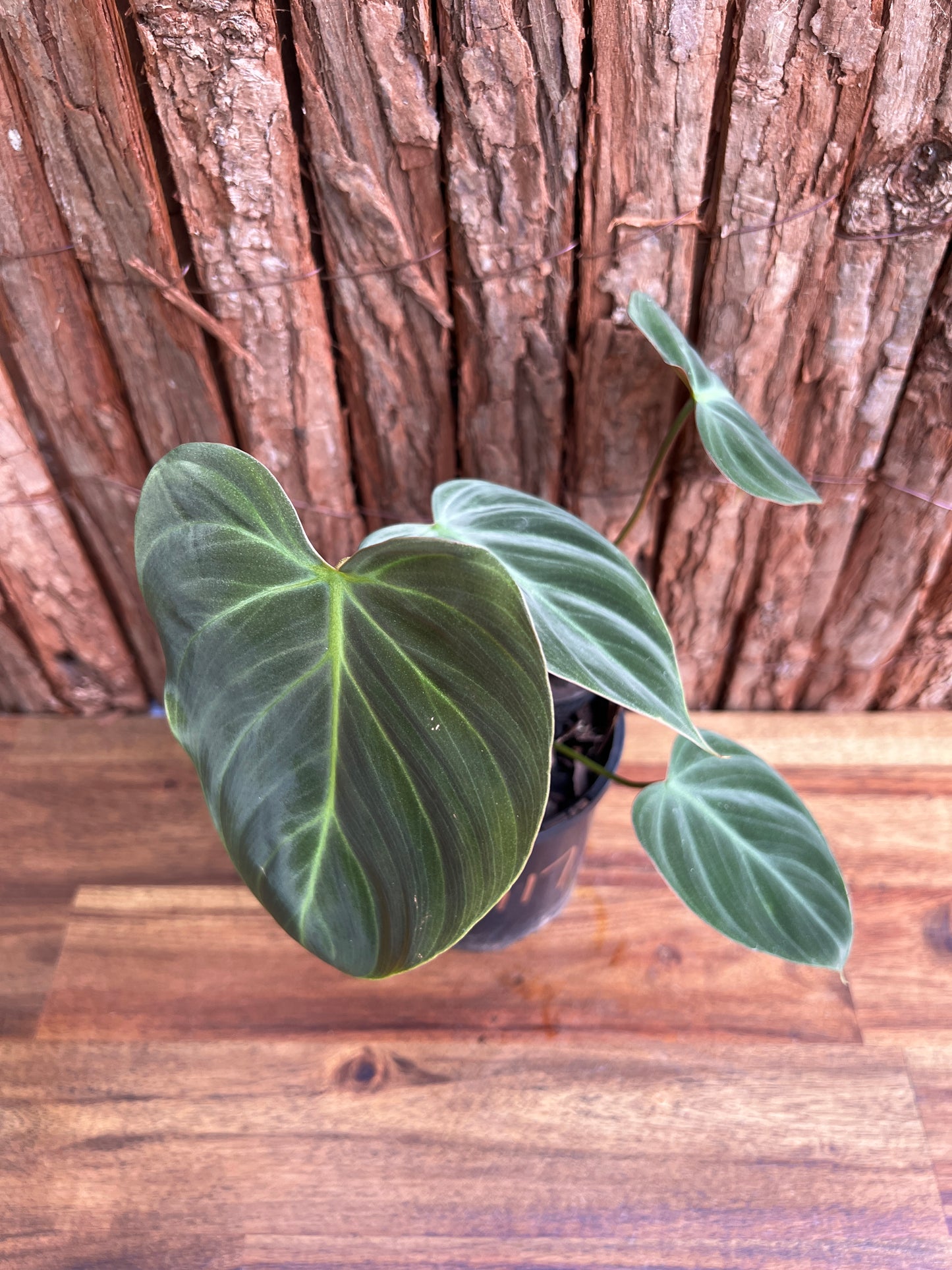 Philodendron - El Choco Red A117