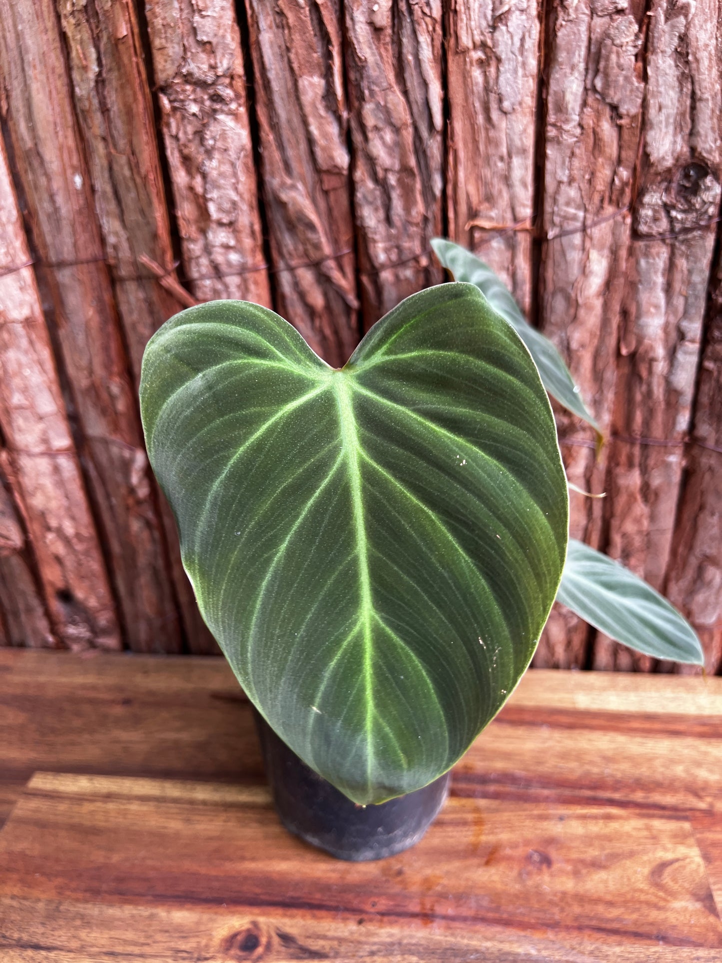 Philodendron - El Choco Red A117