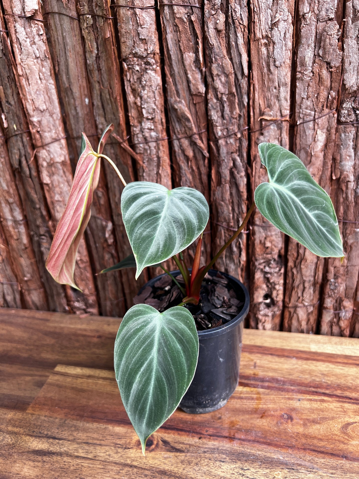 Philodendron - El Choco Red A117