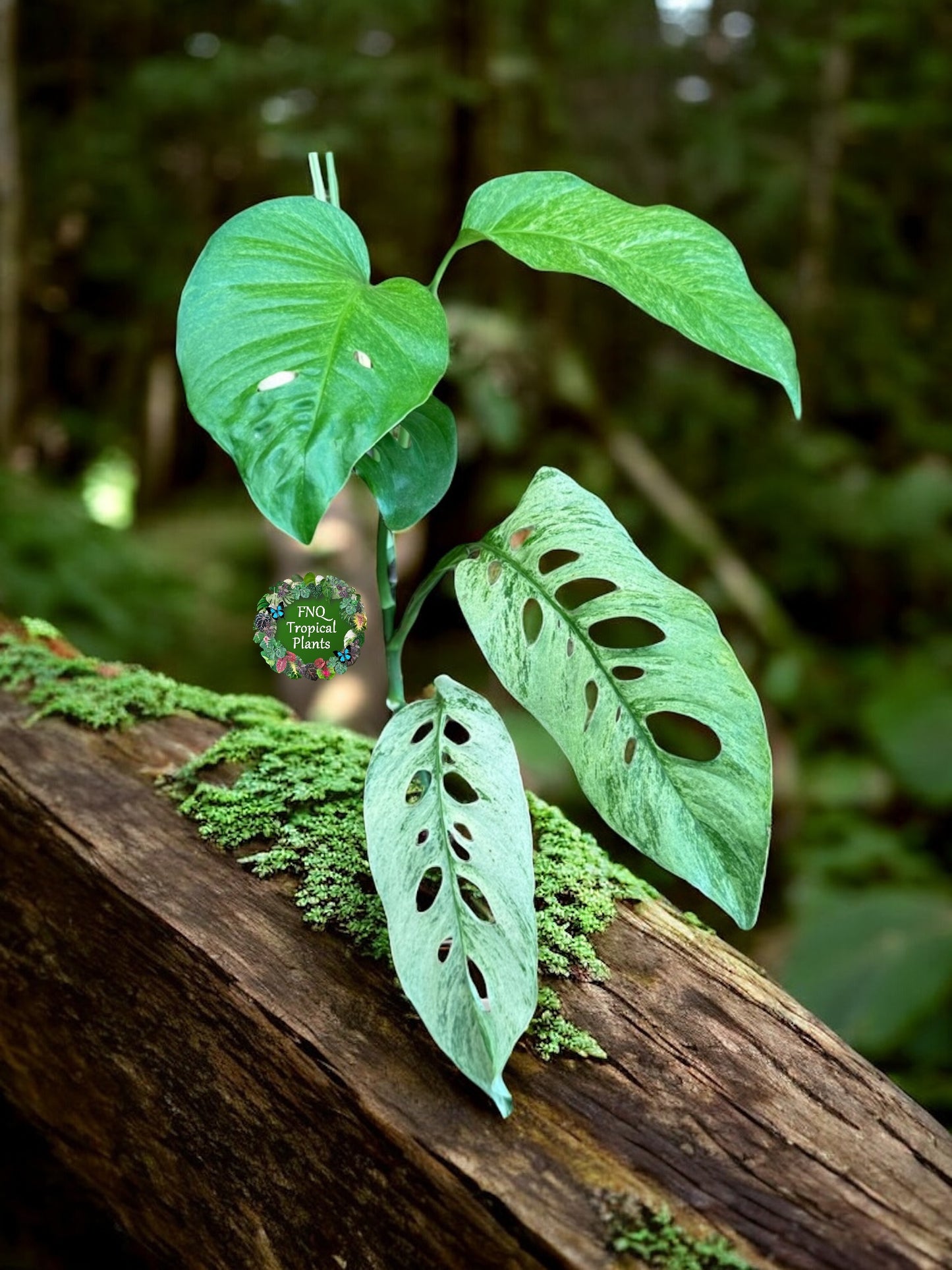 Monstera Laniata Smokey Variegated - Best Pick of the Crop!