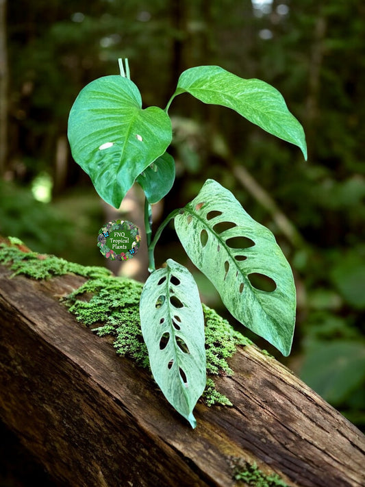 Monstera Laniata Smokey Variegated - Best Pick of the Crop!