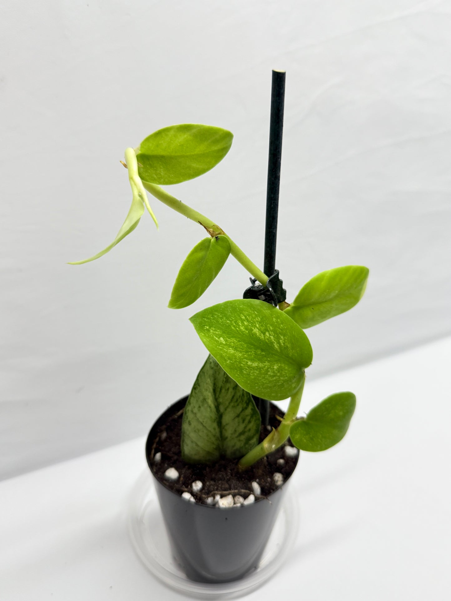 Rhaphidophora 'Hongkongensis Variegated' - Rarely offered G30