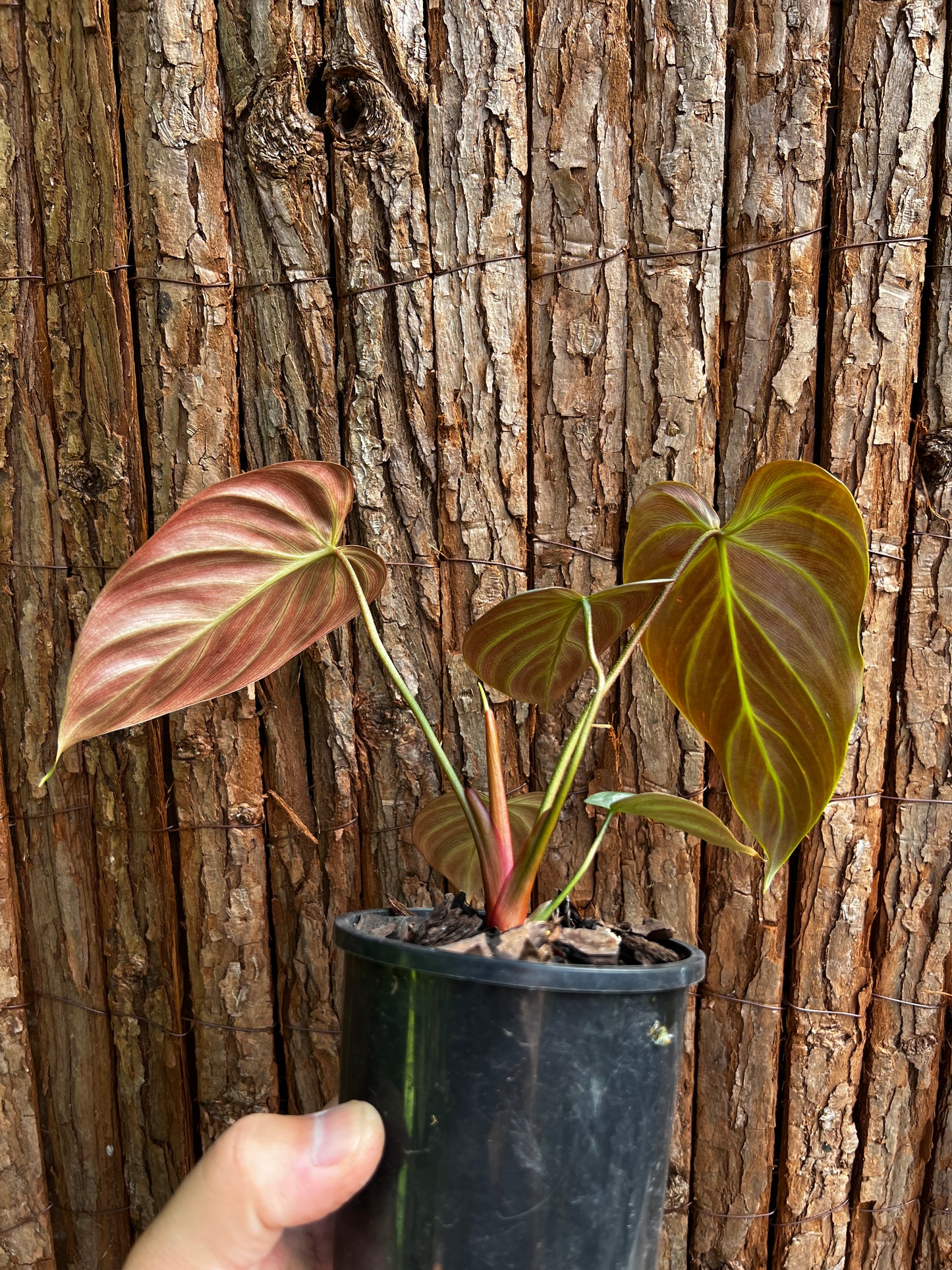 Philodendron - El Choco Red A117