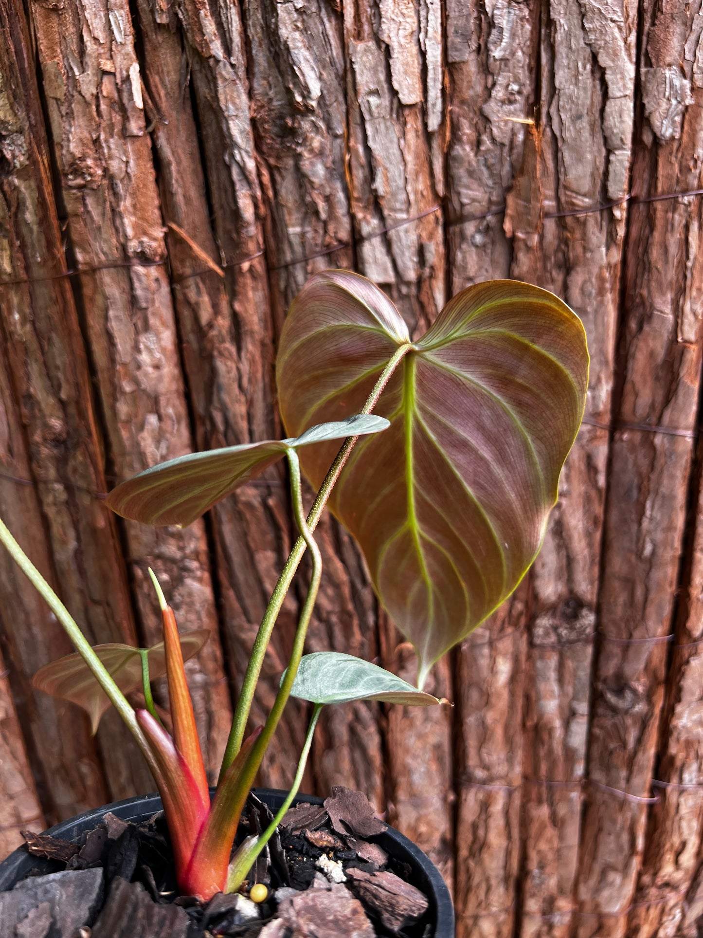 Philodendron - El Choco Red A117