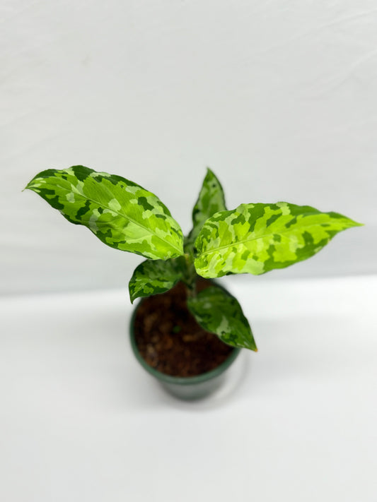 Aglaonema Pictum 'Tricolour' - NONTC G13